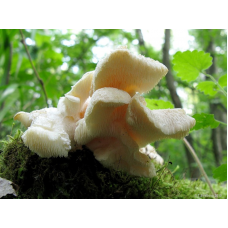 Мицелий Ежовика усикового / Креолофус усиковый (Creolophus cirrhatus)